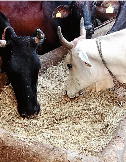 cow protection Claims in reports false in Meerut: no fodder, water, cleanliness, cows dying due to disease