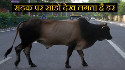 Hathras News: छुट्टा सांड ने बुजुर्ग पर किया हमला, गंभीर हालत में भेजा अलीगढ़ मेडिकल Elderly injured in bull attack