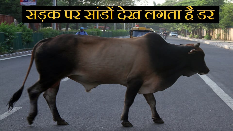Elderly injured in bull attack