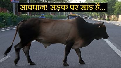 कातिल सांड: अलीपुर में दो सांडों के बीच महासंग्राम, चपेट में आने से बाइक सवार की दर्दनाक मौत One person died in fight between two bulls in Alipore