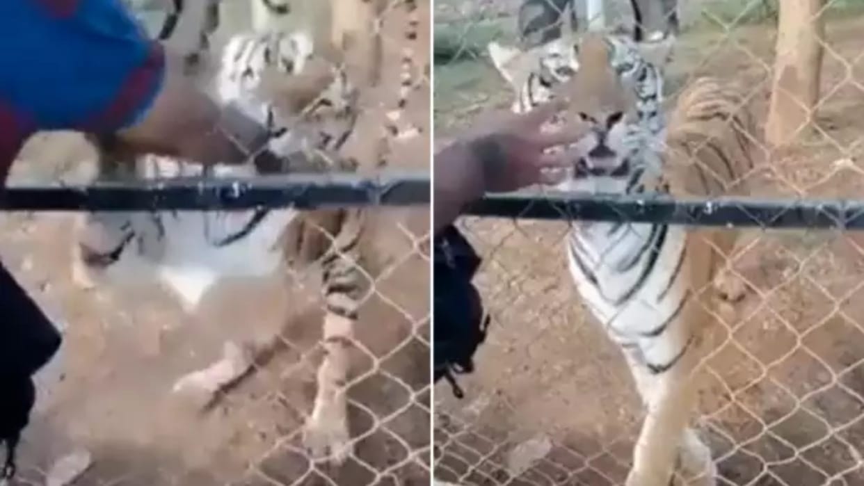 Viral Video: Man Try To Pamper Tiger Big Cat Bite His Hand Tiger Ka Video Watch Viral Video