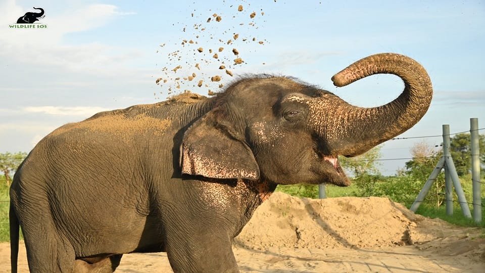 62 year old elephant neena passed away in mathura hathi hpspital