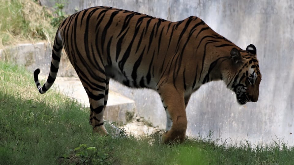 Male Royal Bengal tiger from Madhya Pradesh came to the zoo under animal exchange