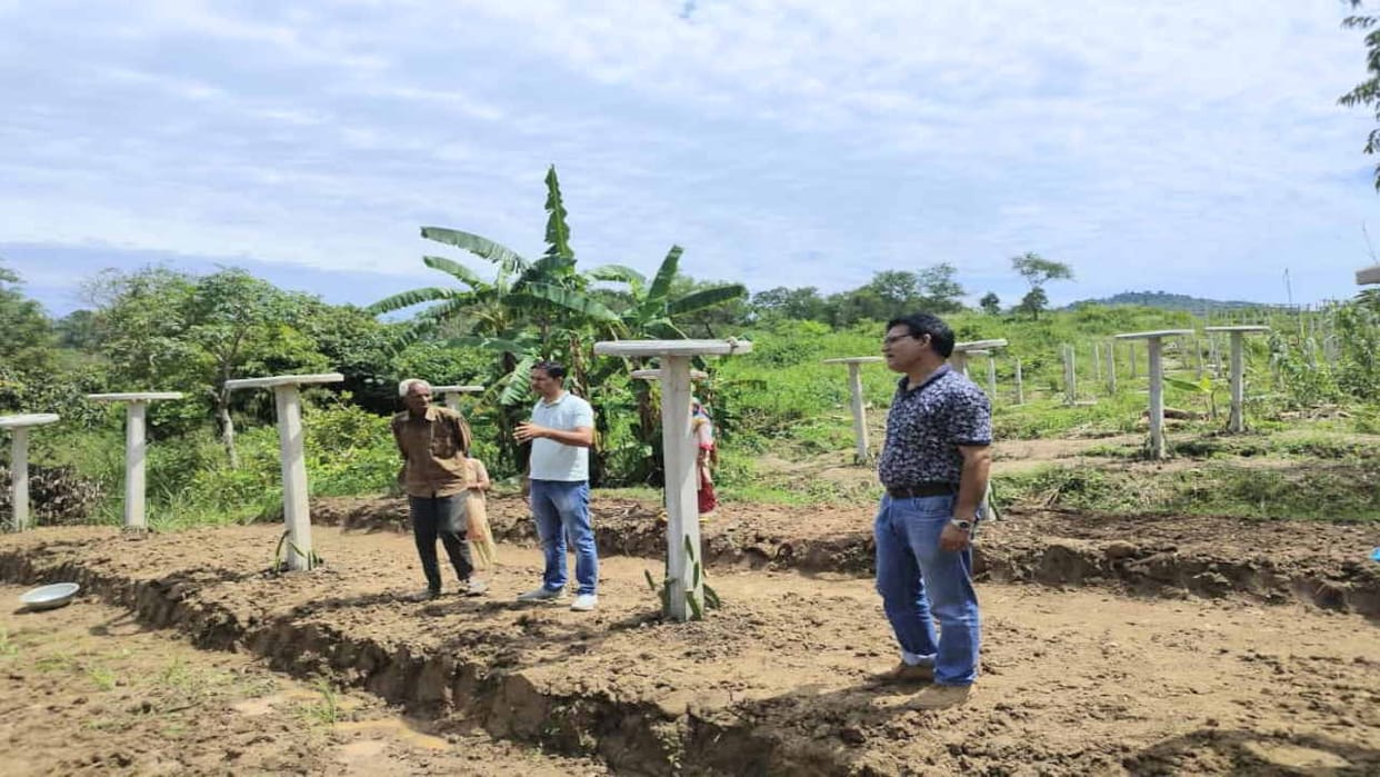 Center planted 3300 dragon fruit saplings in Una for the first time, farmers' economy will be strengthened