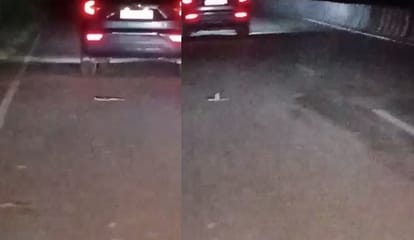 A snake fell from a moving car and sat coiled on the highway, Hamirpur Jolhupur State Highway case