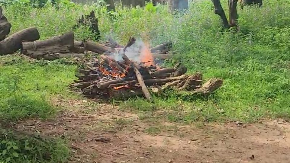 Death of leopard cub in Khodri forest range of Marwahi Forest Division