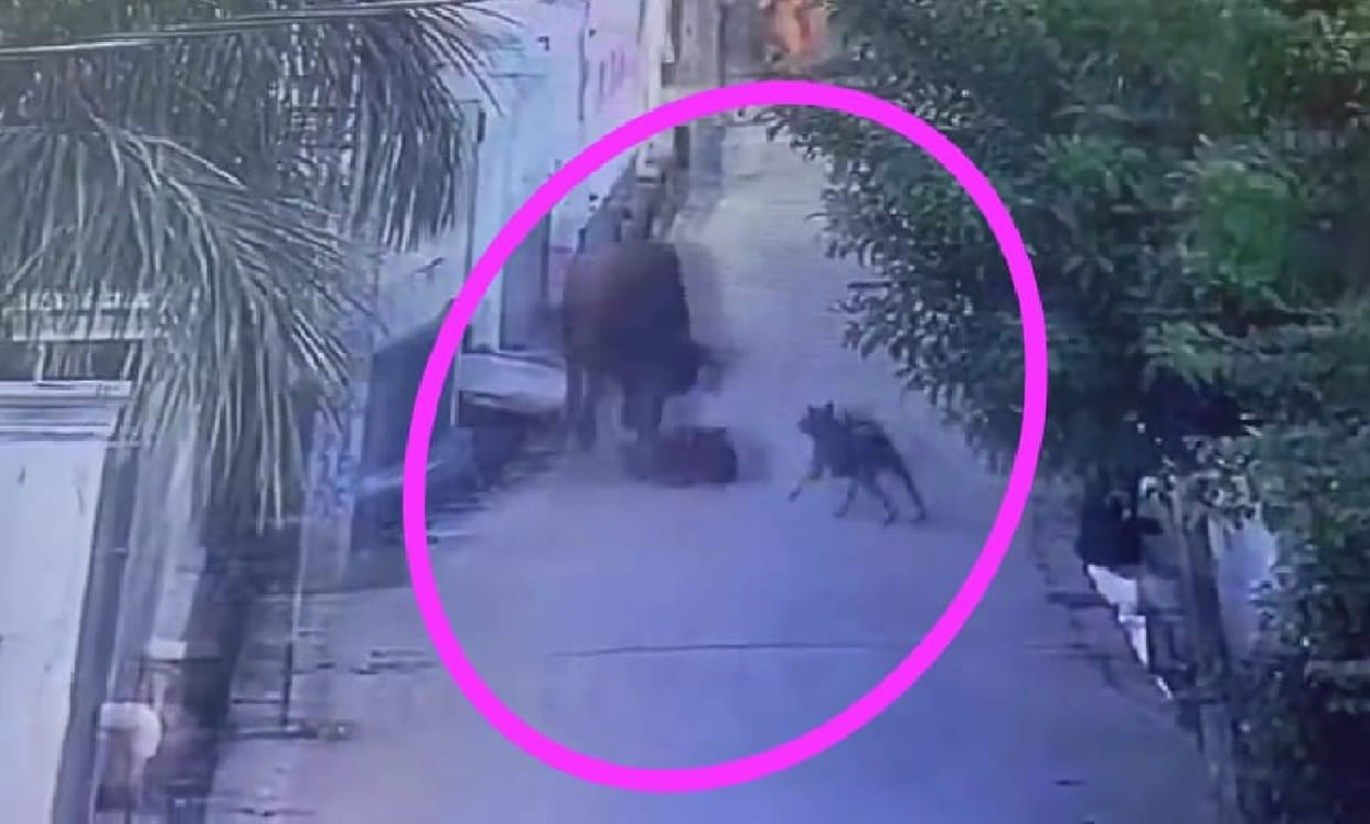 stray bull trampled girl child on road in Noida