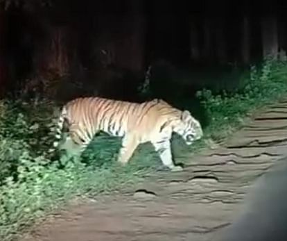 Tiger suddenly came on the middle of the road in Bandhavgarh Tiger Reserve