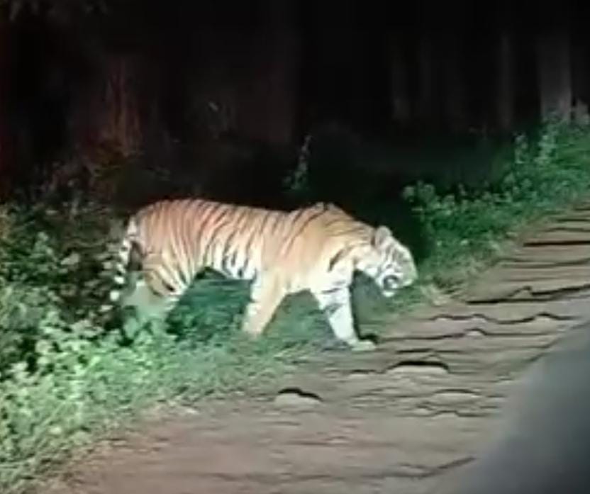 सड़क पार करता बाघ।