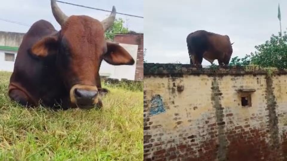 bull climbed on the roof of the house to graze grass in Bareilly
