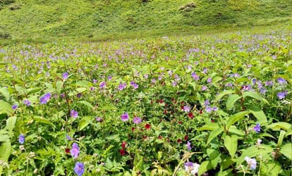 Tourists Not Come to Valley of Flowers due to indifference of weather Uttarakhand news in Hindi