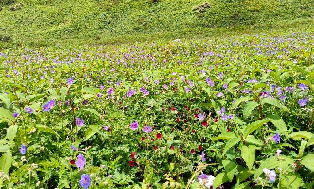 Tourists Not Come to Valley of Flowers due to indifference of weather Uttarakhand news in Hindi
