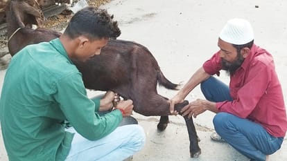 goat milk price rises to Rs 100 per liter amid fever outbreak in Budaun