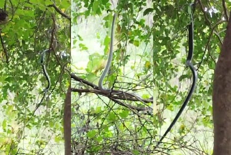 12 feet long King Cobra, was hanging on the tree, was seen going from one branch to another, video went viral
