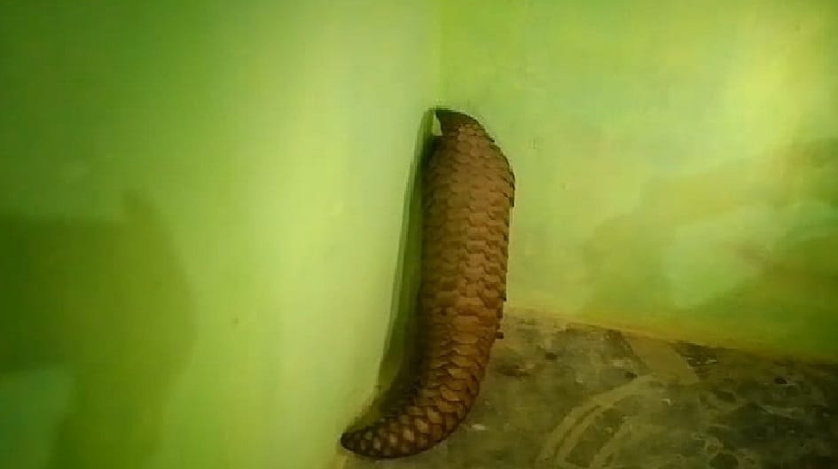 दुर्लभ प्रजाति का पेंगोलिन