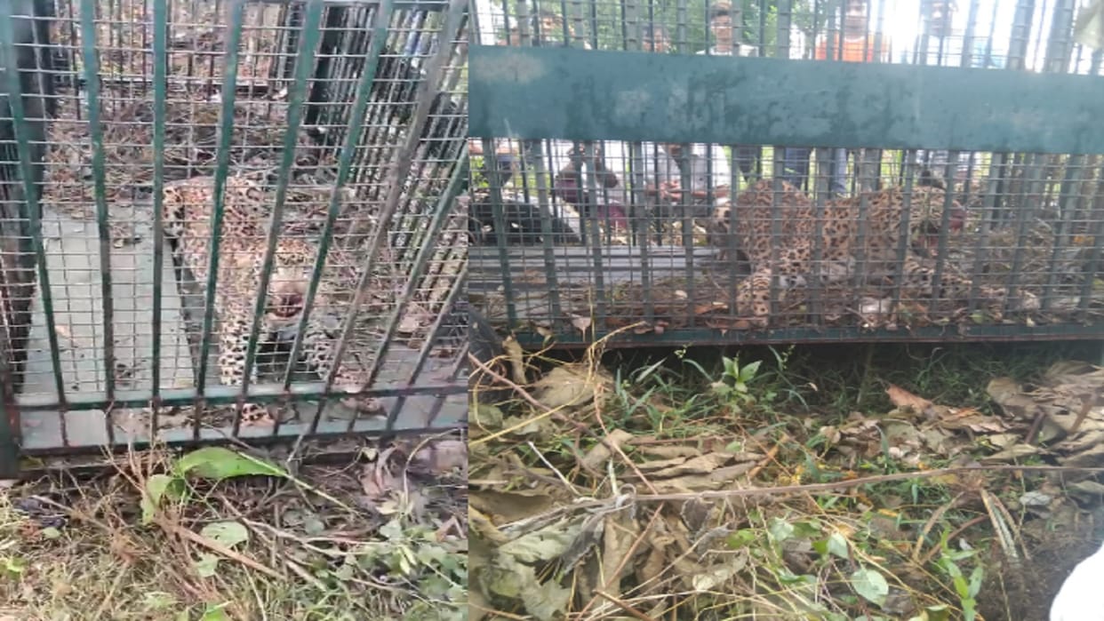 Bijnor: Another buzzard trapped in cage of forest department, 23 caught so far in this year