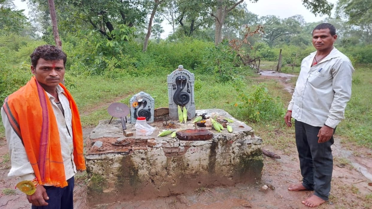 Damoh News Bhil community does not use grains before worshiping Nagbasuki