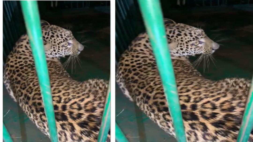 Barwani News: Leopard cub hunting pet animals captured in cage