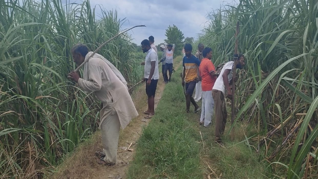 Farmers have again seen leopard in Baghpat, accused forest department employee of demanding convenience fee