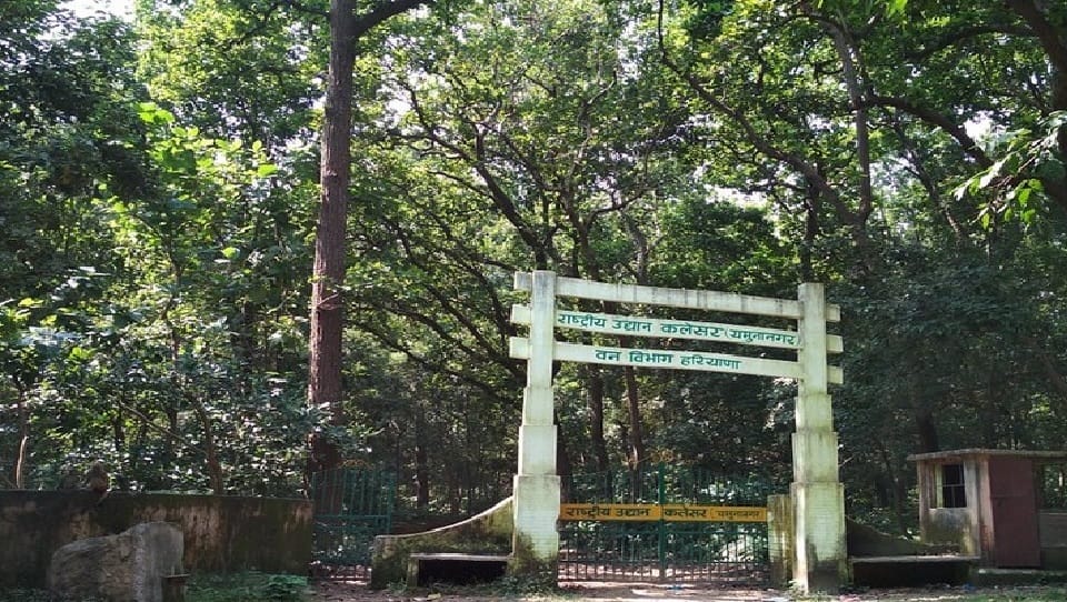 Tourists can enjoy jungle safari again In Haryana, only Kalesar forest of state spread over area of 11570 acre