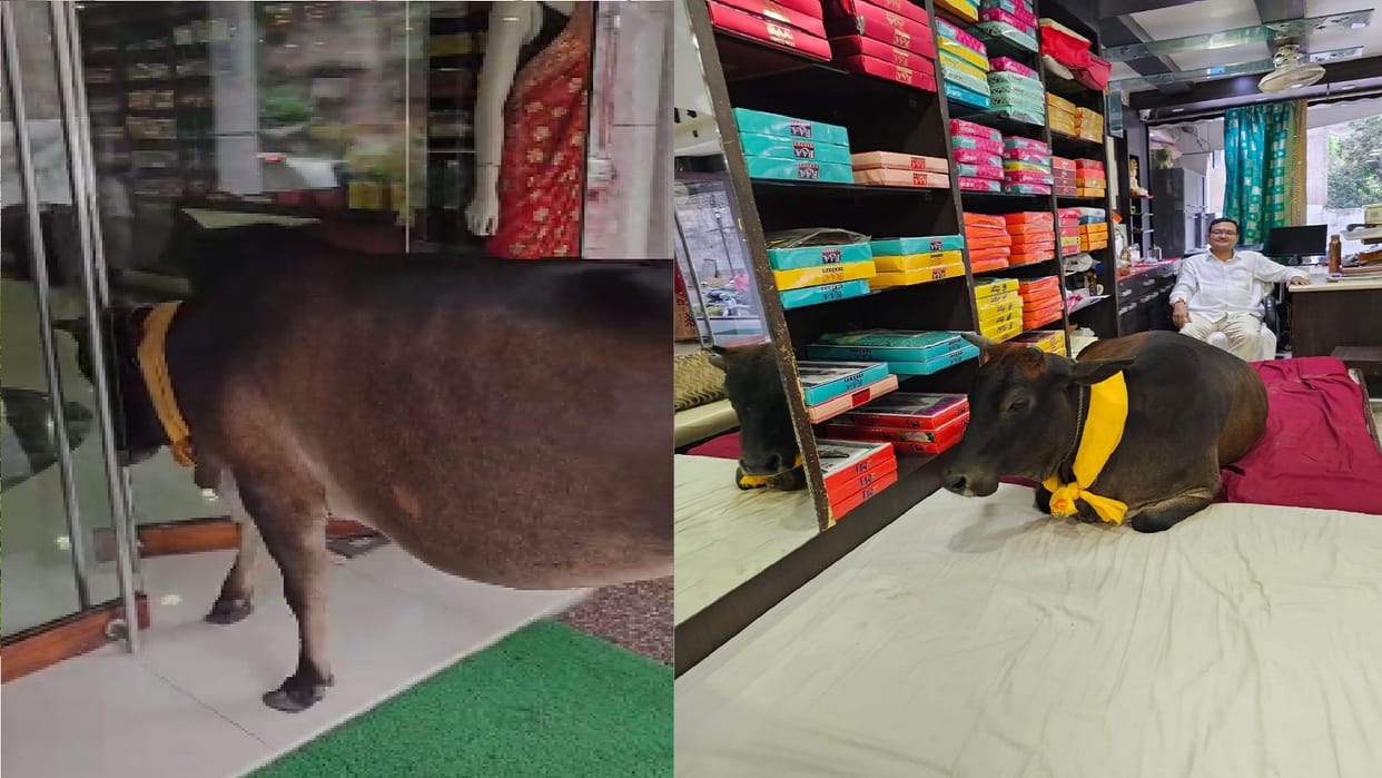 Raipur Apple Cow viral video news: cow open the cloth showroom door, love of cow and owner