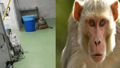 Delhi Monkey entered operation theater of RML hospital video viral