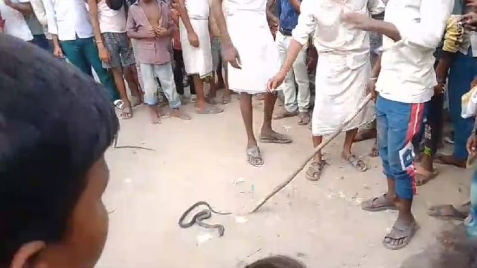 FIR lodged against villager for killing snake in Badaun