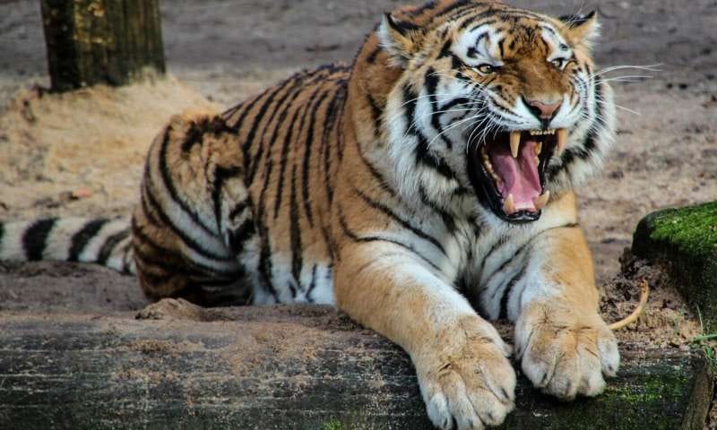 Alwar Sariska Tiger Reserve Tiger ST-32 entered fields of Liwadi village