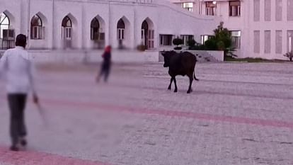 Cow enters AMU women hostel, creates stampede
