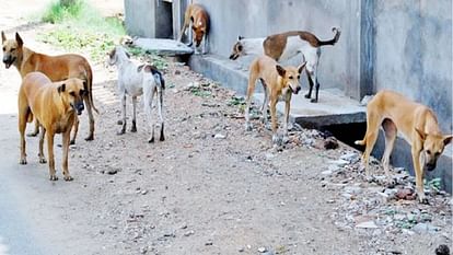 कुत्ते के काटने से 20 मिनट तक करते रहें ये काम, आठ दिन होते हैं बहुत अहम