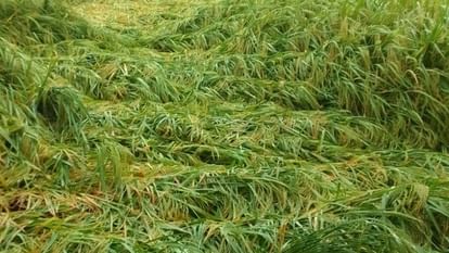 हरियाणा: तीन साल में किसानों ने प्रीमियम से साढ़े तीन गुना अधिक लिया मुआवजा, देखें आंकड़े Farmers took compensation three and a half times more than premium in three years in Haryana
