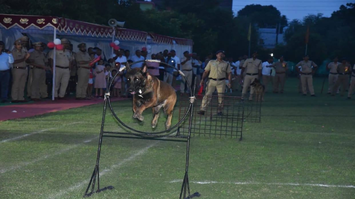 Rambo, Jansi and Bravo were the best search dogs, 60 sniffer dogs from all over the country participated.