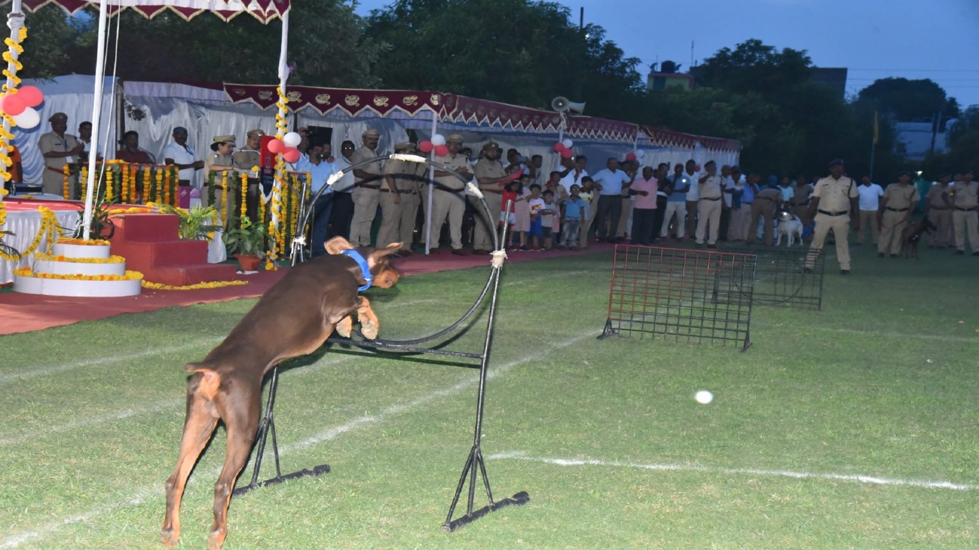 Rambo, Jansi and Bravo were the best search dogs, 60 sniffer dogs from all over the country participated.