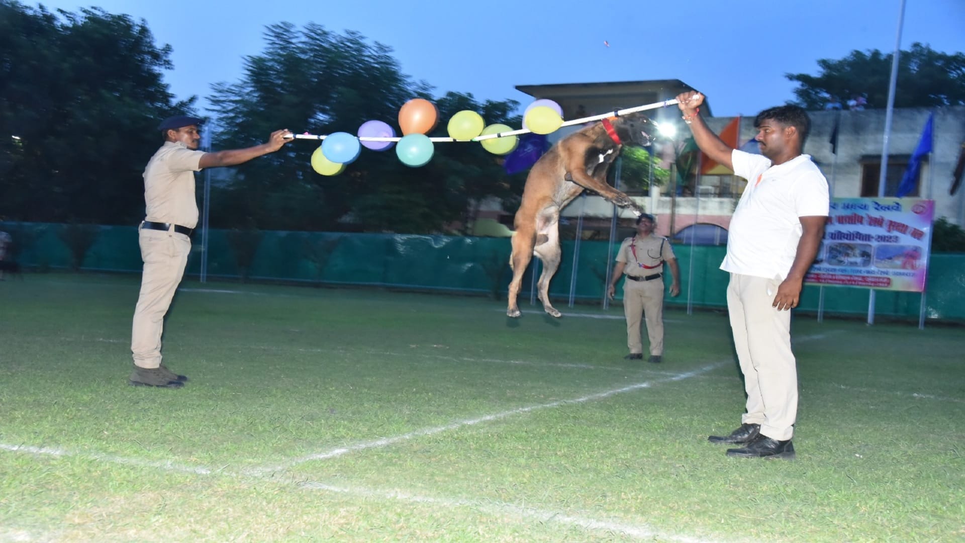 Rambo, Jansi and Bravo were the best search dogs, 60 sniffer dogs from all over the country participated.