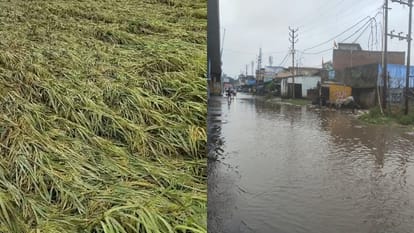 possibility of damage to sugarcane and paddy crops due to strong wind amid rain in Pilibhit