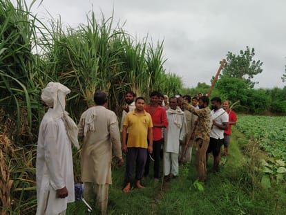 Baghpat: सूजती में फिर दिखा तेंदुआ, जान जोखिम में डालकर किसानों ने खुद की कॉम्बिंग, दहशत का माहौल Baghpat: Leopard seen again in Sujati, farmers risked their lives and combed themselves