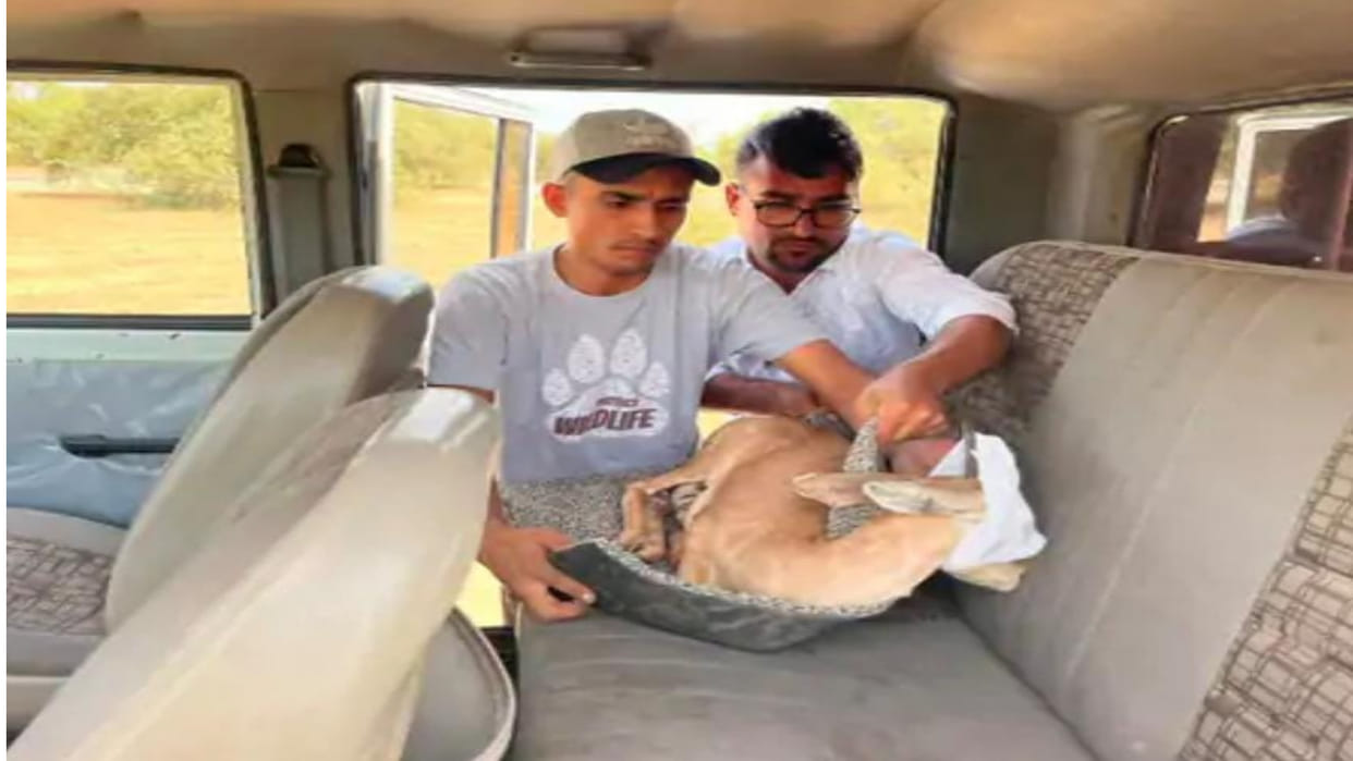 Pokaran Wild life lover saved the life of the injured deer by rescuing deer was injured due to hunting by dog