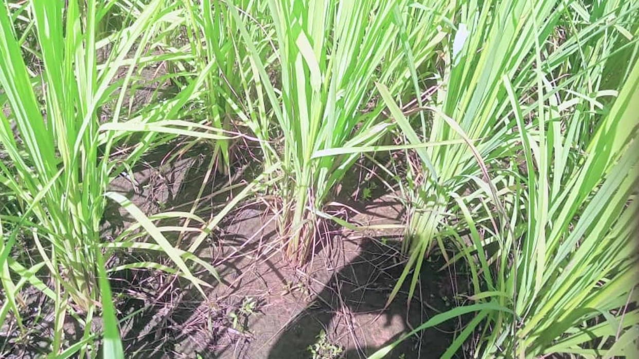 Caterpillar attack on paddy crop, crop getting damaged in plain areas