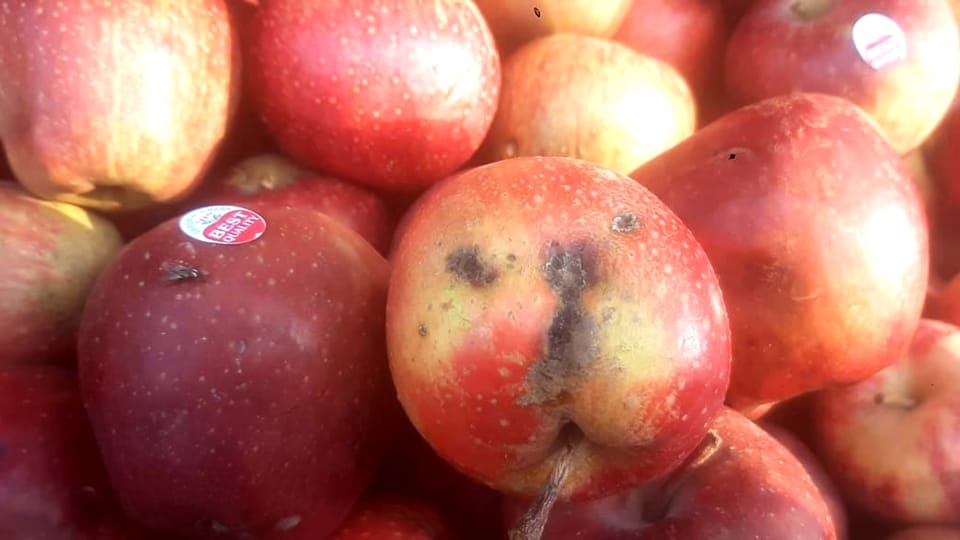 jammu news: Bad apples being sold in Jammu by pasting stickers of best quality of kashmir