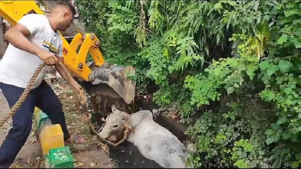 cattle fell in the drain were taken out