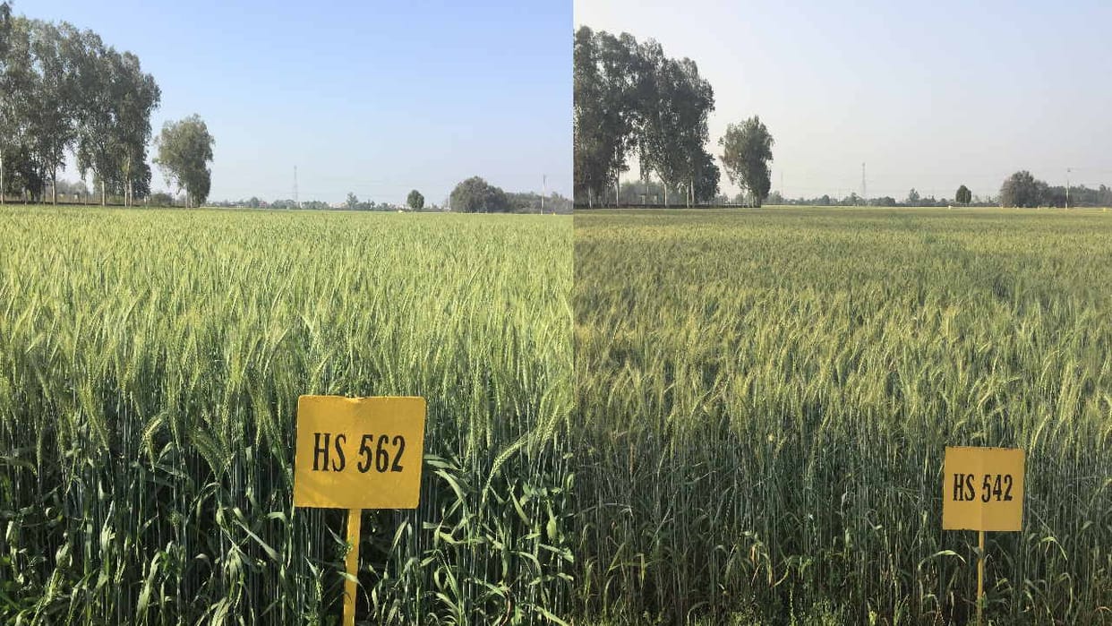 IARI Shimla: Indian Agricultural Research Institute Shimla: Two new varieties of wheat in the market, best for