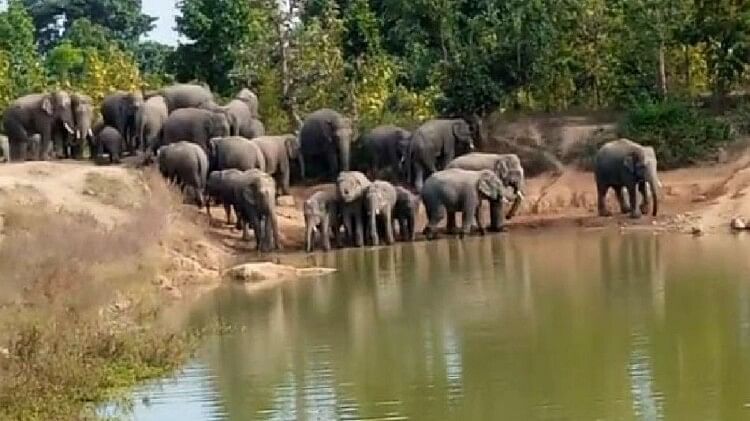 हाथियों का आतंक: घर में सो रही बुजुर्ग महिला की हाथी ने ले ली जान, अब तक तीन की मौत