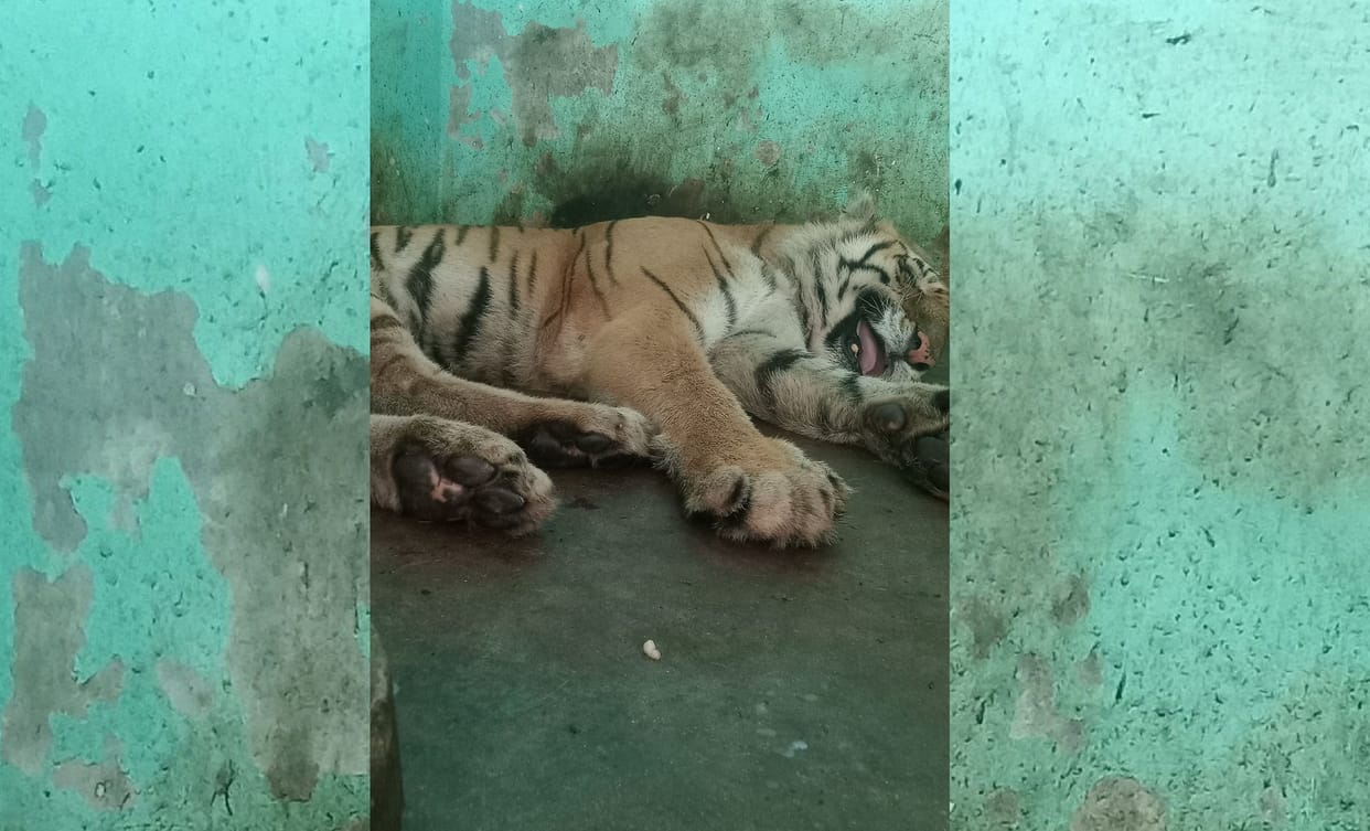 Death of Trusha, who increased the clan of tigers, She was ill for a long time, had given birth to 14 cubs