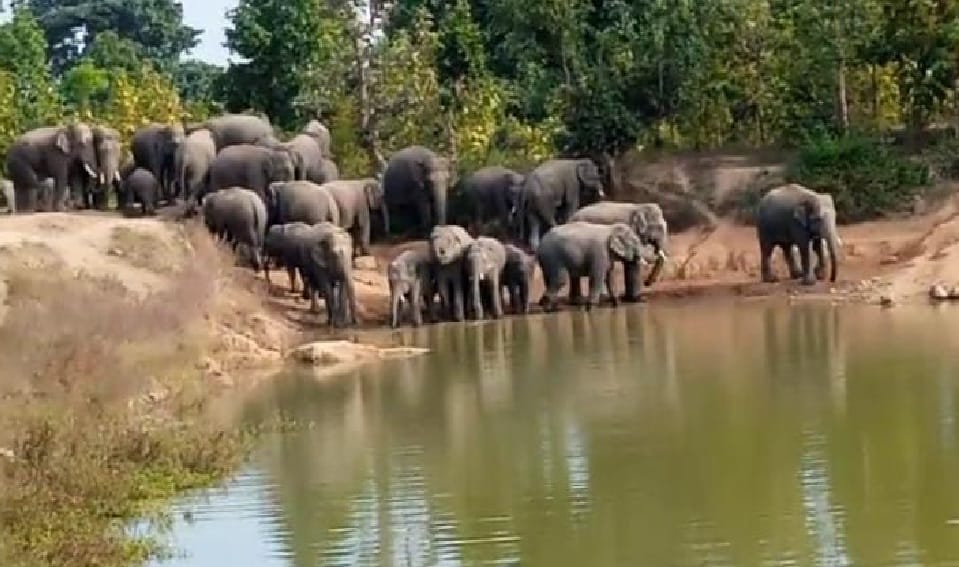 group of elephants crushed woman in Korba