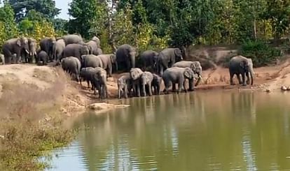 हाथियों का आतंक:घर में सो रही बुजुर्ग महिला की हाथी ने ले ली जान, अब तक तीन की मौत - Group Of Elephants Crushed Woman In Korba - Amar Ujala Hindi News