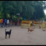 ताजमहल के पूर्वी गेट रास्ते में घूमते कुत्ते।