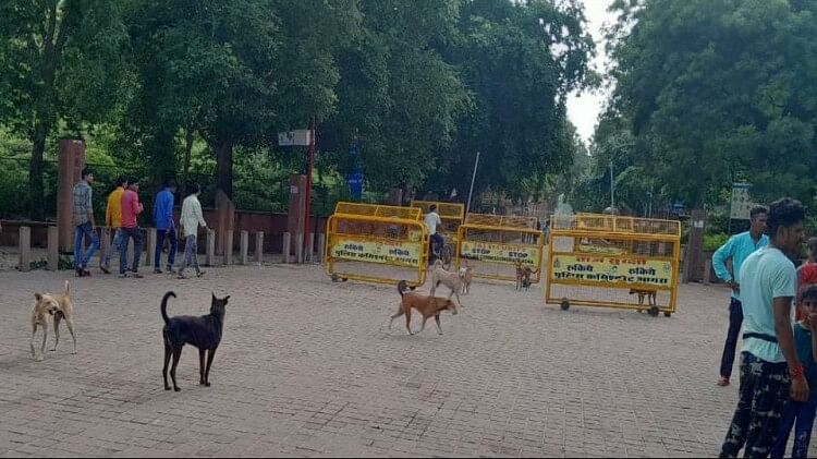 Agra: रास्ते में घूम रहे कुत्तों के झुंड, सहम रहे पर्यटक; स्मारक के गेट, टिकट विंडो व पार्किंग स्टैंड तक आतंक