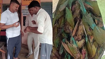 अजब मामला: मधुमक्खियों को बचाने के लिए 20 चिड़ियों को मार डाला, दो भाइयों के खिलाफ मुकदमा दर्ज two brothers killed 20 birds by giving poison in budaun