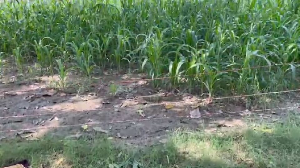 Woman dies due to electrocution in Budaun