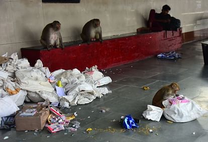 Lucknow: Monkeys tore parcels during mock drill at the junction